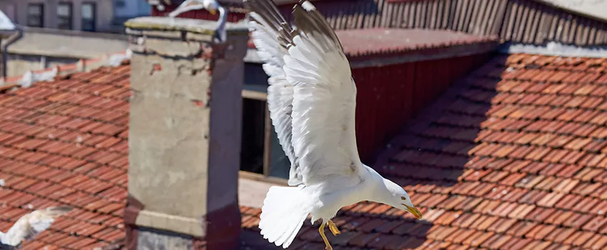 Residential Chimney Animal Removal Solution in Springdale, AR