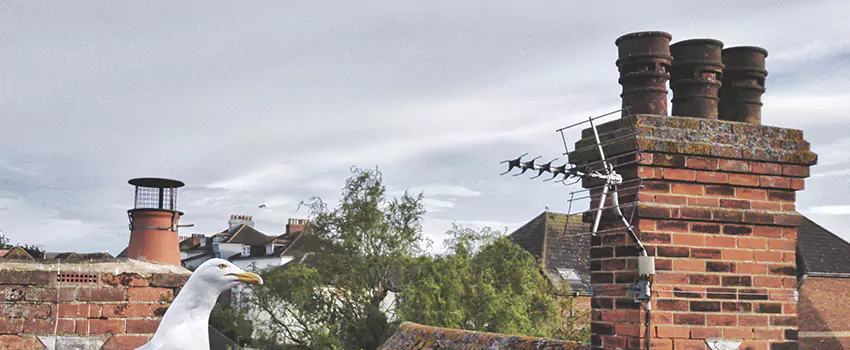 Chimney Cleaning And Restoration in Springdale, Arkansas